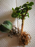 沃绣 多肉植物 多肉盆栽  懒人植物 鸾凤玉冠幅约1.5-2cm 实拍图