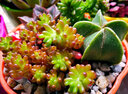 沃绣 多肉植物 多肉盆栽  懒人植物 鸾凤玉冠幅约1.5-2cm 实拍图