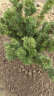 曼地亚红豆杉树苗盆栽盆景绿星名贵树盆景结果公母庭院客厅北植物 20-30cm高度母5株 实拍图