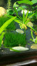 云峰海瑞 鱼缸水草前景莫丝莫斯水草水族箱造景套餐水草活体草缸造景装饰 小三角8*8网片定植 实拍图