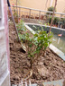 百芳缘三角梅树苗花卉四季开花重瓣绿化攀缘植物盆景精品盆栽地栽叶子花 大红 8年苗植株健壮 实拍图