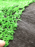 夕音 地毯塑料假草皮人造仿真草坪幼儿园人工假草坪室内飘窗阳台地毯 翠绿色15mm加密 实拍图