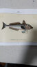 布洛赫手绘鱼类图谱 晒单实拍图