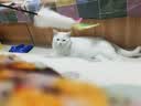 宠华仕 猫玩具逗猫棒猫咪玩具套装自动旋转蝴蝶 鱼竿逗猫杆 实拍图