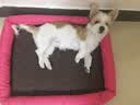 獒少保狗窝猫窝夏季宠物狗狗窝垫子凉席金毛泰迪狗窝小型犬狗屋狗床用品 可爱粉 L码 61*51*7cm 建议20斤内 实拍图