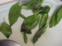 【香草美人】罗勒50g 实拍图
