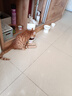 尾巴生活（FURRYTAIL）猫一条猫条 12g*6条鸡肉 猫咪肉泥条成猫幼猫湿粮营养宠物零食膏 实拍图