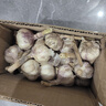 京喜自营大蒜头紫白皮大蒜京东买菜生鲜调料即食凉拌大蒜 【尝鲜】3头 50g 单果3.5-5cm 实拍图