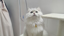 柒哦猫咪项圈铃铛新年猫猫幼猫脖子饰品宠物小猫脖圈蓝猫狗狗装饰项链 红色中国风【招财进宝】 实拍图