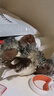 贵为（GiGwi）炫律发声猫玩具小猫幼猫自嗨解闷逗磨牙耐咬猫咪玩具逗猫棒红鹦鹉 实拍图