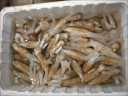 蛏子鲜活6斤野生大竹节海蛏子肉肥海鲜水产双头蛏子贝壳类海蛏子 2500g 买五斤囎一斤【实发6斤】 实拍图