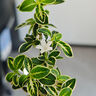 佰花锦六月雪盆景悬崖茶桌禅意室内窗台小绿植物办公室茶几摆件桌面盆栽 【送圆底座】六月雪+白玉陶瓷盆+苔藓 10-20cm 实拍图