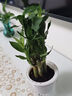 绿有意步步高观音竹富贵荷花竹水养土培盆栽室内桌摆植物吸甲醛水培植物 荷花竹5支【早安盆】 含盆 实拍图