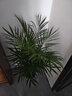 中梦散尾葵植物盆栽客厅大型绿植室内办公室凤尾竹盆景天堂鸟花卉 散尾葵高1.3-1.6米+原胶盆 实拍图
