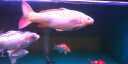 神陽神阳 锦鲤鱼饲料 艳红胚芽增色增体成长鱼食鱼粮 艳红2kg小粒 实拍图