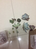 若绿一元多肉 24款多肉植物 室内多肉组合盆栽 迷你创意多肉 特玉莲 不含盆 实拍图