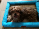 獒少保狗窝猫窝夏季宠物狗狗窝垫子凉席金毛泰迪狗窝小型犬狗屋狗床用品 天空蓝 L码 61*51*7cm 建议20斤内 实拍图