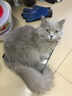 酷奇思猫条猫零食肉酱猫条肉条猫咪湿粮成猫幼猫零食鸡肉鱼肉口味布偶 清新口气-金枪鱼褐藻粉12g*30支 实拍图