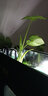 森森（SUNSUN）鱼缸过滤器外置水族箱过滤桶 HW303B(无滤材 适合1-1.2米的鱼缸) 实拍图