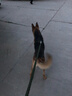 酷奇宠狗链 狗绳狗狗牵引绳狗链子小型犬中型犬大型犬遛狗绳子用品 军绿色三件套 XL码 建议70斤内 实拍图