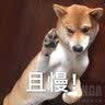 麦克米伦 哇哦小猫头鹰看世界 实拍图