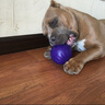 星记狗狗训练用品训犬玩具球边牧飞盘软飞碟耐咬不伤牙 星记妙想泡沫弹力球-紫色 标准号 实拍图