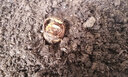 淘舞 彼岸花种球 庭院盆栽 石蒜花种球 花卉种子四季种植 紫罗兰 实拍图
