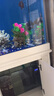 森森（SUNSUN）耀蓝造浪泵鱼缸水族箱冲浪泵造流吹粪便吹鱼便 【森森·耀蓝】吸盘款3W 适合50-60鱼缸 实拍图