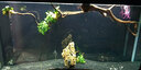 森森（SUNSUN）鱼缸过滤器外置水族箱过滤桶 HW303B(无滤材 适合1-1.2米的鱼缸) 实拍图