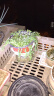 纳格兰多肉植物 绿植盆栽 桌面绿植 迷你植物 珍珠吊兰(一盒的数量) 实拍图