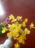 礼赫家饰 仿真花束雏菊舞蹈假花装饰小把塑料花蝴蝶兰婚庆花槽插花绢花 黄色蝴蝶兰【5支】 实拍图