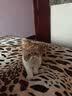泰鱼猫罐头 进口白肉罐成幼猫湿粮 宠物猫咪奖励零食吞拿鱼肉补水食品 成猫罐吞拿鱼+虾仁味80g 实拍图