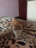 泰鱼猫罐头 进口白肉罐成幼猫湿粮 宠物猫咪奖励零食吞拿鱼肉补水食品 成猫罐吞拿鱼+虾仁味80g 实拍图