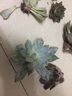 若绿一元多肉 24款多肉植物 室内多肉组合盆栽 迷你创意多肉 特玉莲 不含盆 实拍图