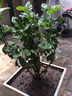 绿之妙圆叶正宗虎头茉莉花盆栽室内浓香花卉重瓣老桩带花苞四季开花植物 实拍图