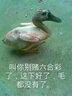 森森鱼缸隔离板透明挡板水族箱非亚克力隔板可随意裁剪不弯曲不变形 实拍图