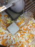 卡丘鼠 小宠仓鼠磨牙石天然宠物加钙矿物磨牙石仓鼠兔兔龙猫天竺鼠用品 火山岩磨牙石4.5*4.5*4.5cm 实拍图