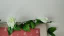 假花藤条阳台空调管 仿真玫瑰花藤拱门塑料花藤蔓绿植物花藤装饰 【16头玫瑰白色】 实拍图