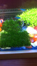 云峰海瑞 鱼缸水草前景莫丝莫斯水草水族箱造景套餐水草活体草缸造景装饰 小三角8*8网片定植 实拍图