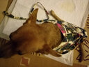 楚克奇（CHUKCHI）狗狗链子小型犬宠物遛狗绳小狗牵引绳胸背带泰迪颈圈猫宠物牵引 A款-小熊蓝色 L码建议10-16斤 实拍图