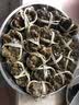 【活蟹】湖中之王鲜活大闸蟹现货 全母蟹2.8-3.1两8只装螃蟹礼盒中秋生鲜礼品源头直发 实拍图