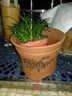 裕轩堂紫砂花盆多肉菖蒲盆景宜兴室内桌面花盆陶瓷创意批发多肉创意个性 紫砂0272红 小 实拍图