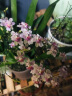 裕轩堂紫砂花盆多肉菖蒲盆景宜兴室内桌面花盆陶瓷创意批发多肉创意个性 紫砂--0231-1（上善若水）红 小 实拍图