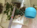 沃绣 多肉植物 多肉盆栽  懒人植物 鸾凤玉冠幅约1.5-2cm 实拍图