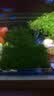 云峰海瑞 鱼缸水草前景莫丝莫斯水草水族箱造景套餐水草活体草缸造景装饰 小三角8*8网片定植 实拍图