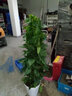 叹为观止大型独杆发财树庆典乔迁盆景绿植办公室盆栽客厅大型植物 小叶绿萝1.2-1.4米 含盆 实拍图