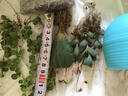 沃绣 多肉植物 多肉盆栽  懒人植物 鸾凤玉冠幅约1.5-2cm 实拍图