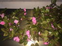 假花藤条阳台空调管 仿真玫瑰花藤拱门塑料花藤蔓绿植物花藤装饰 33头角玫【秋款粉色】 实拍图