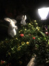 鸿日光辉 仿真动物小白兔子摆件景观公园树脂雕塑工艺品花园林庭院户外装饰品 款2 实拍图