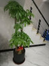 绿韵花田【两小时达】发财树鸿运当头天堂鸟大型绿植公司门口乔迁送礼 富贵竹笼 实拍图